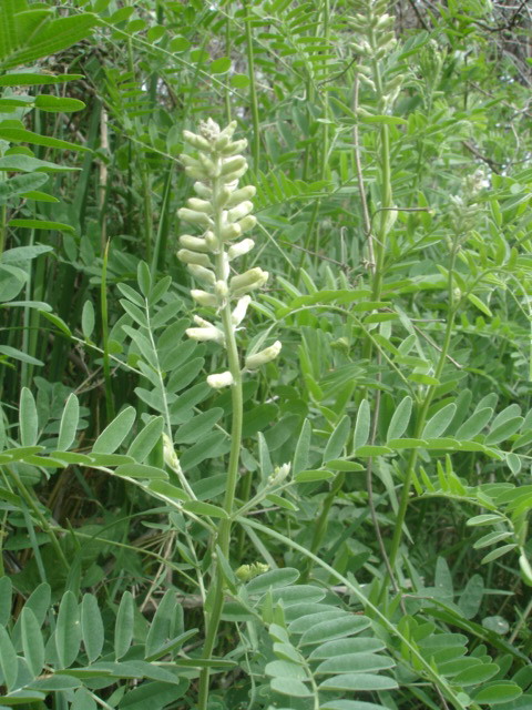 Изображение особи Pseudosophora alopecuroides.