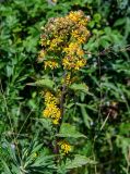 Solidago virgaurea подвид dahurica. Верхушка цветущего растения. Курильские о-ва, о-в Итуруп, долина р. Рейдовая, луг. 23.08.2023.