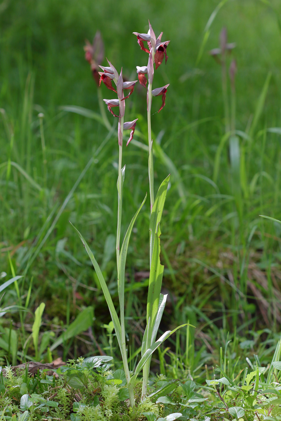 Изображение особи Serapias orientalis ssp. feldwegiana.