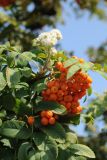 Sorbus aucuparia