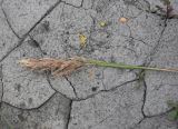 genus Calamagrostis. Верхушка плодоносящего растения. Чечня, Шаройский р-н, левый берег р. Шароаргун в 2 км выше устья р. Кенхи. 12 августа 2023 г.