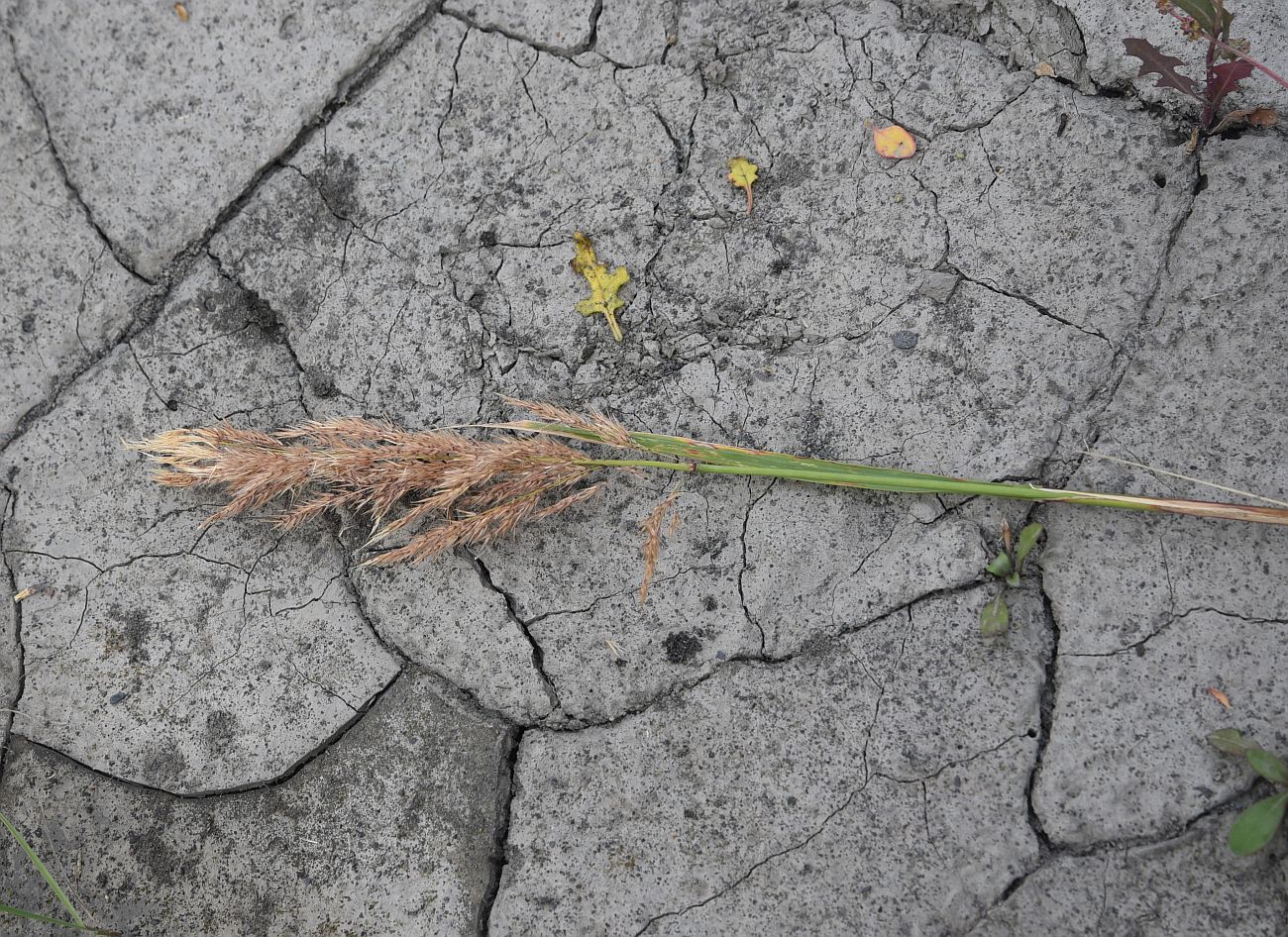 Изображение особи род Calamagrostis.