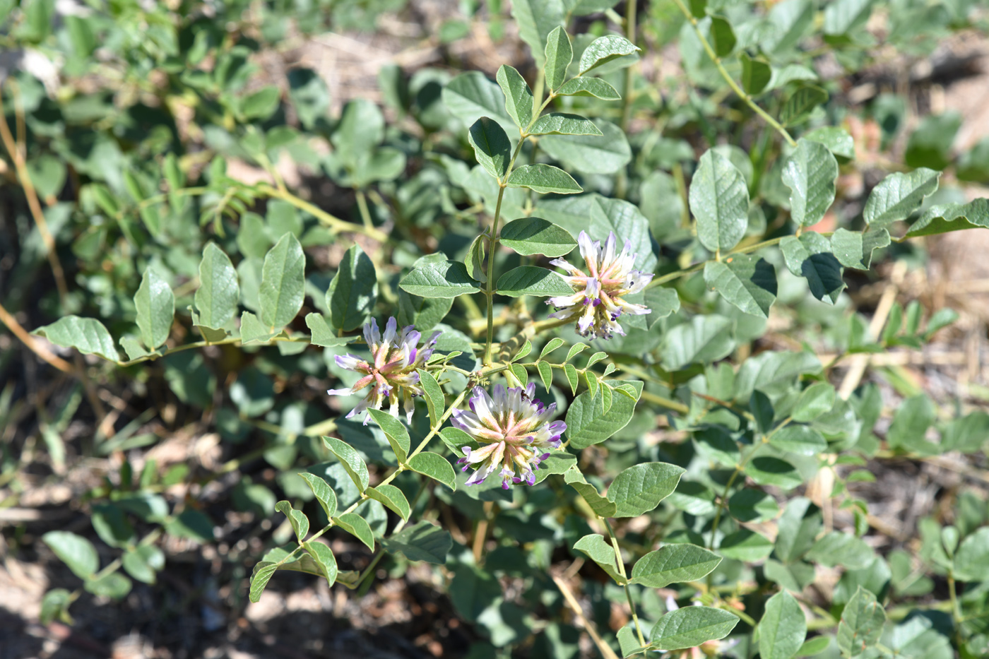 Image of Glycyrrhiza soongorica specimen.