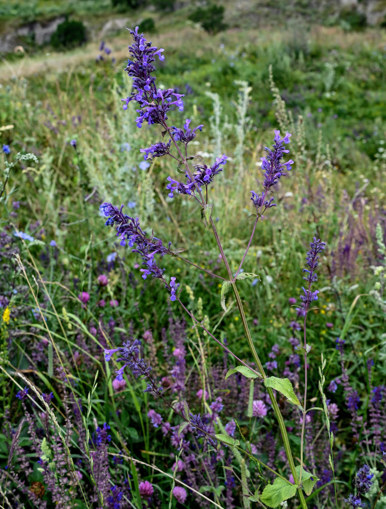 Изображение особи Nepeta grandiflora.