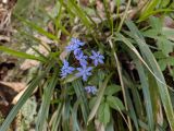 Scilla bifolia. Соцветие. Краснодарский край, городской округ Сочи, Хостинский р-н, Мацестинский лесопарк, широколиственный лес. 25.02.2024.