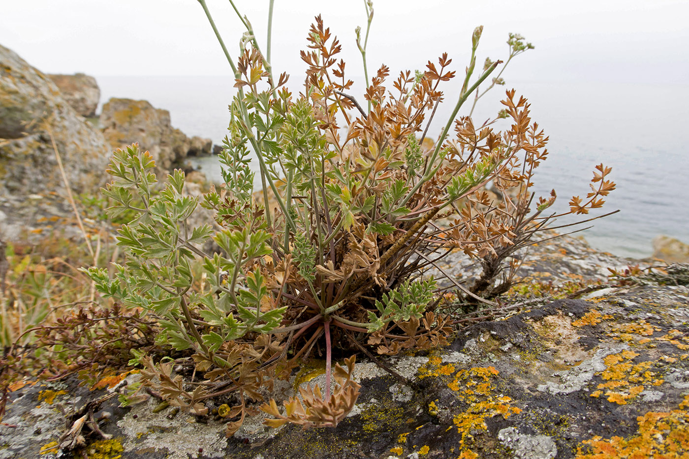 Изображение особи Pimpinella tragium.