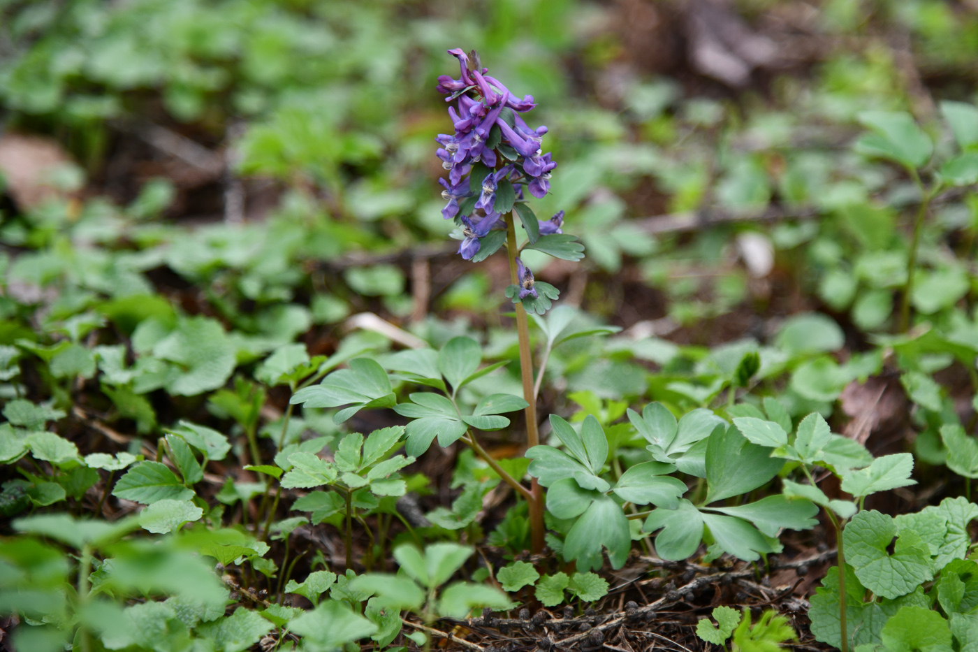 Image of Corydalis solida specimen.