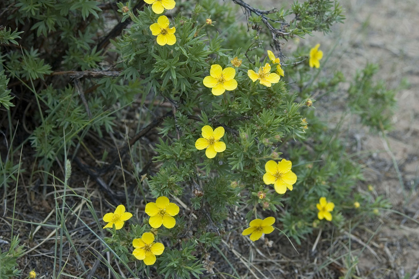 Image of Dasiphora parvifolia specimen.