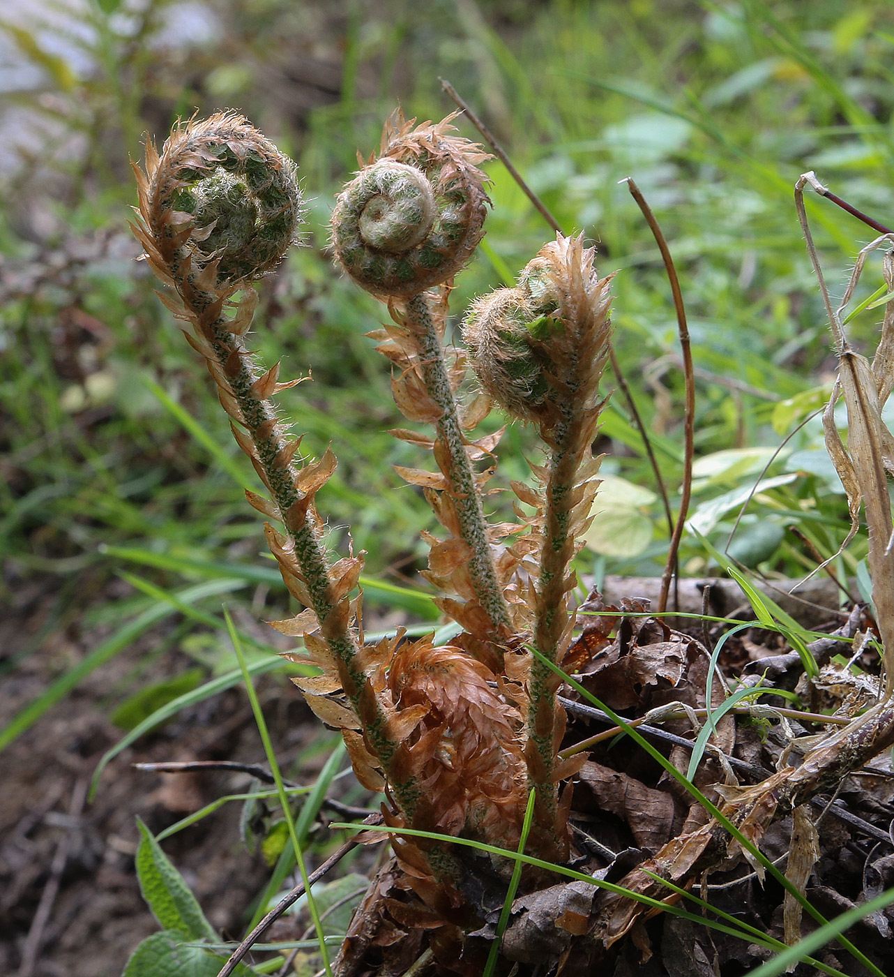 Изображение особи семейство Dryopteridaceae.