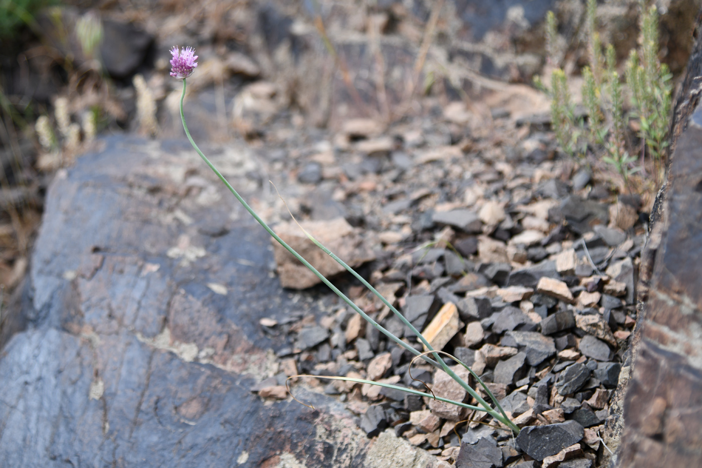 Image of Allium caricifolium specimen.