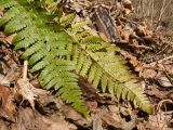 Polystichum braunii