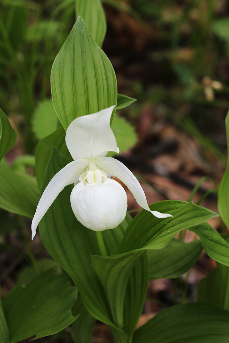 Изображение особи Cypripedium macranthos.