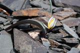 Tulipa regelii