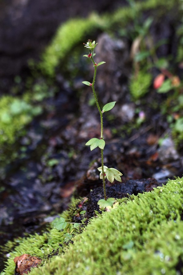 Изображение особи Saxifraga cernua.