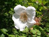 Rosa acicularis