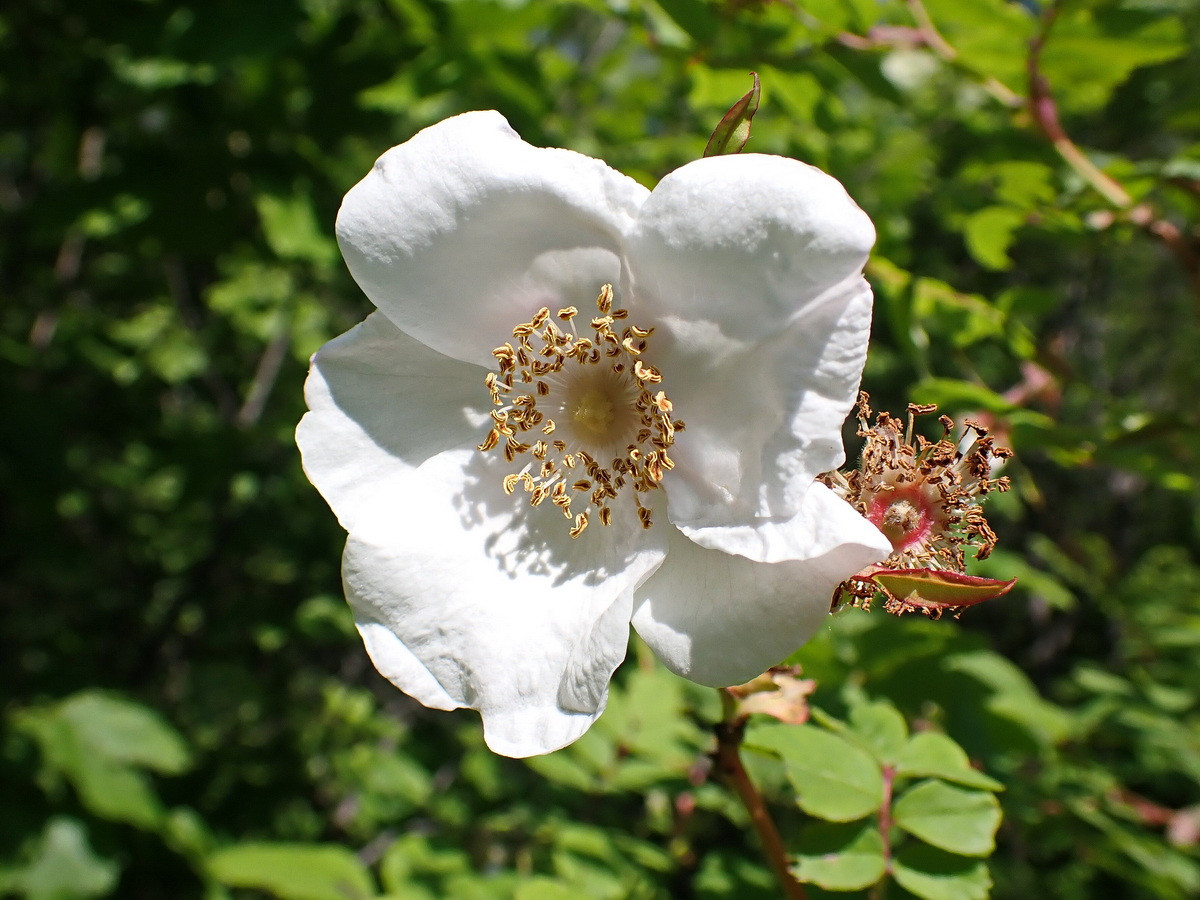 Изображение особи Rosa acicularis.