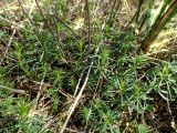 Galium album