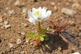 Trollius lilacinus