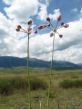 Allium vodopjanovae