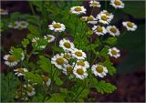 Pyrethrum parthenium