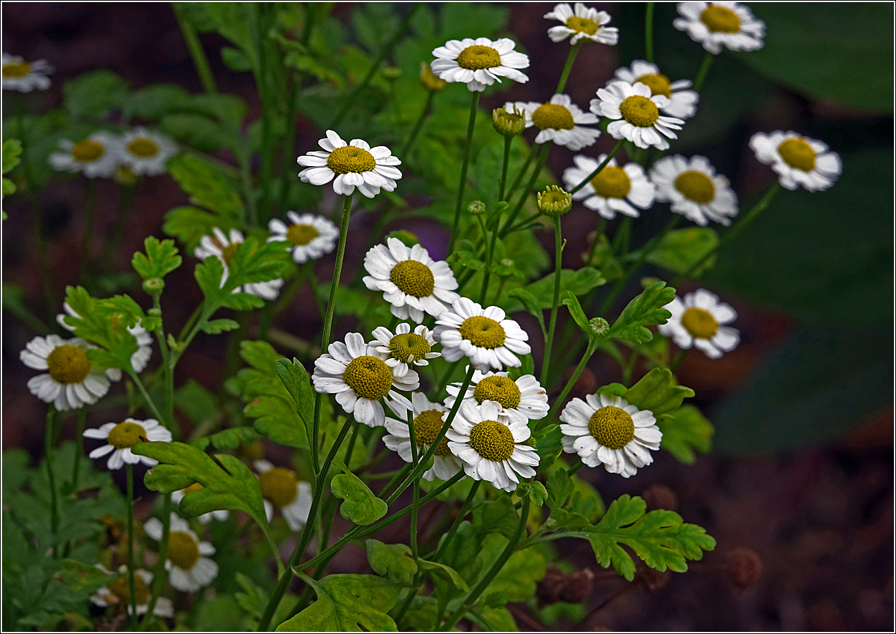 Image of Pyrethrum parthenium specimen.