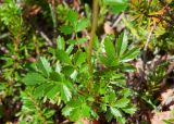 Sieversia pentapetala