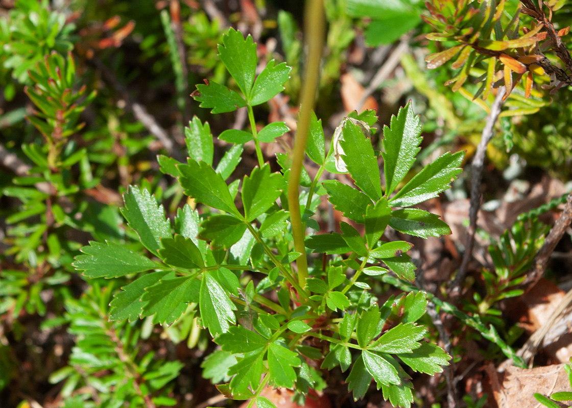 Image of Sieversia pentapetala specimen.