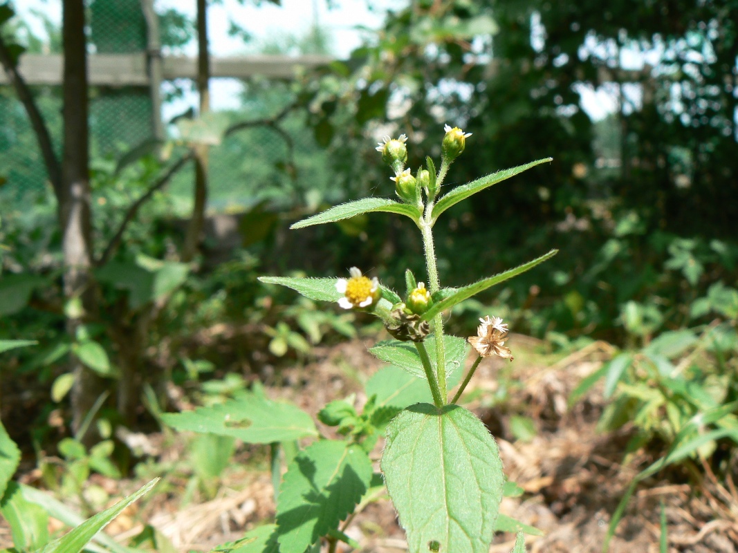 Image of Galinsoga parviflora specimen.