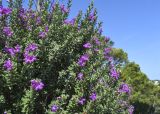 Leucophyllum frutescens