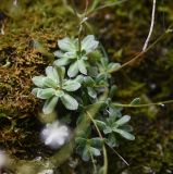 Saxifraga cartilaginea
