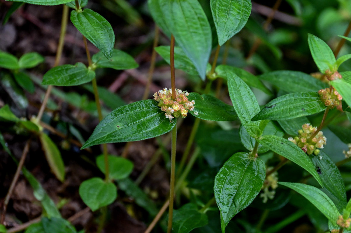 Изображение особи Gonostegia hirta.