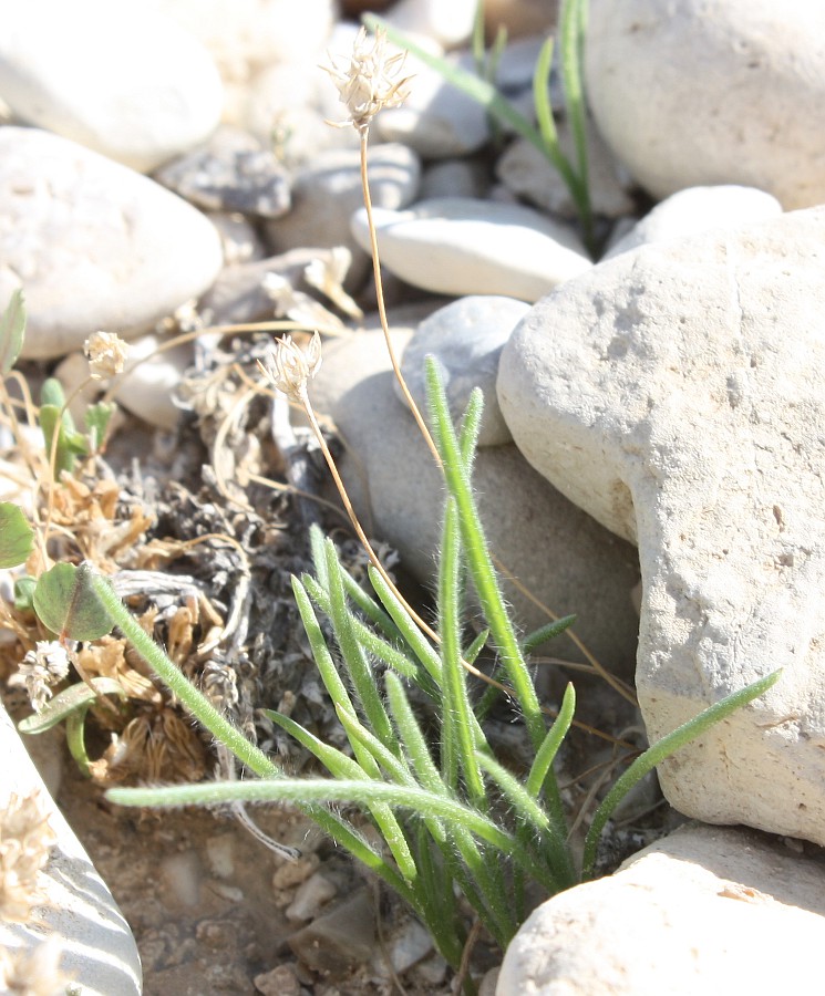 Изображение особи Plantago ovata.