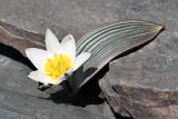 Tulipa regelii