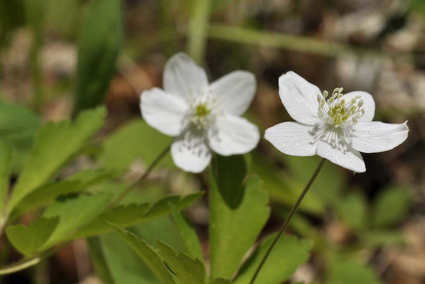 Image of Anemone udensis specimen.