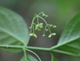 Euonymus latifolius