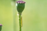 genus Papaver