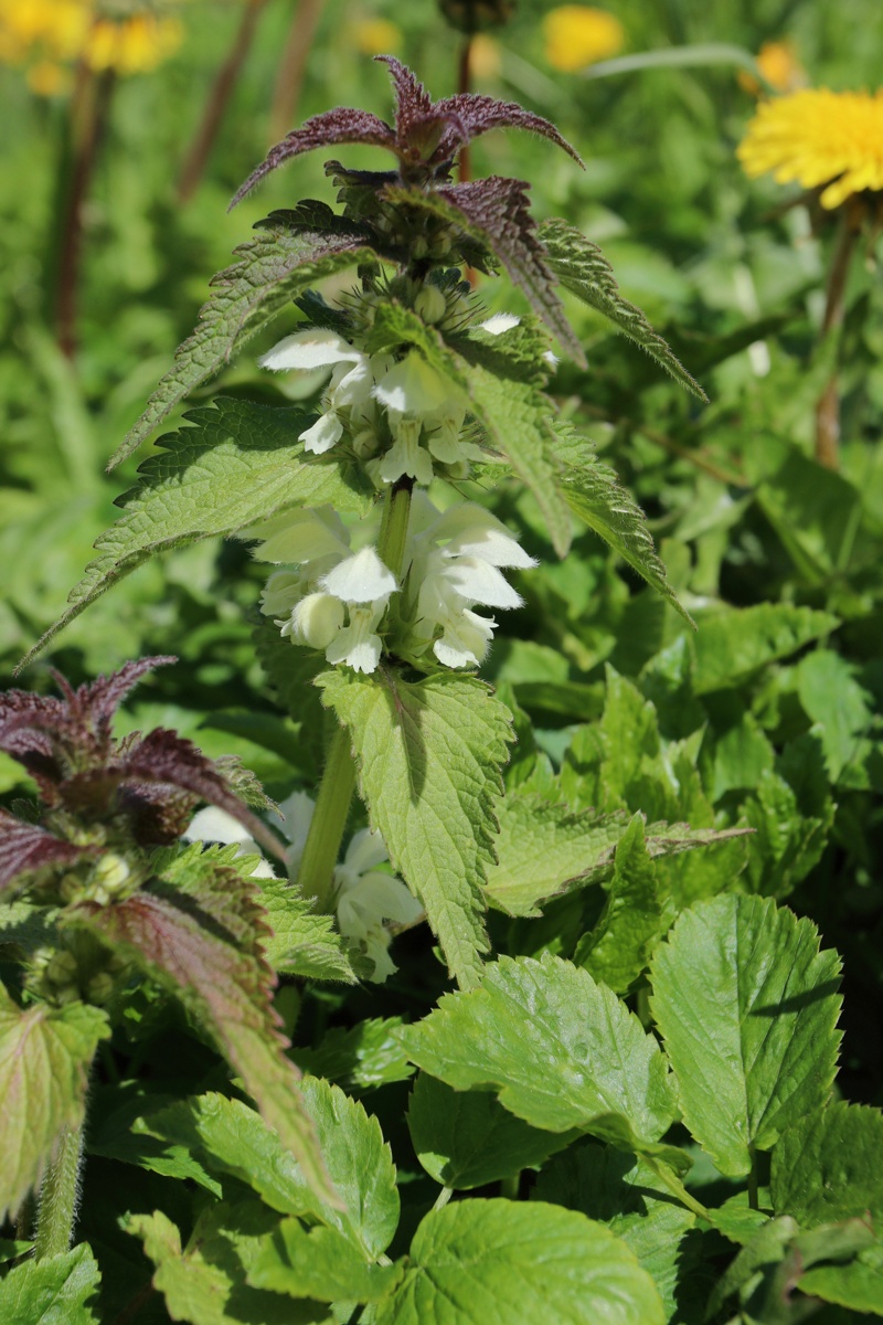 Image of Lamium album specimen.