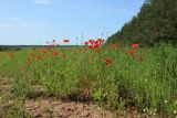 Papaver rhoeas. Цветущие и плодоносящие растения на краю залежи. Псковская обл., Порховский р-н, окр. дер. Заборовье. 15.06.2025.