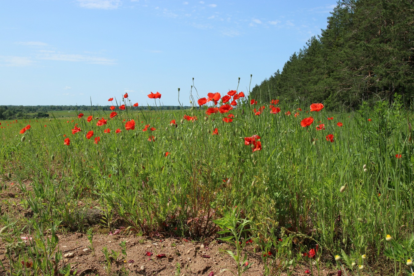 Image of Papaver rhoeas specimen.