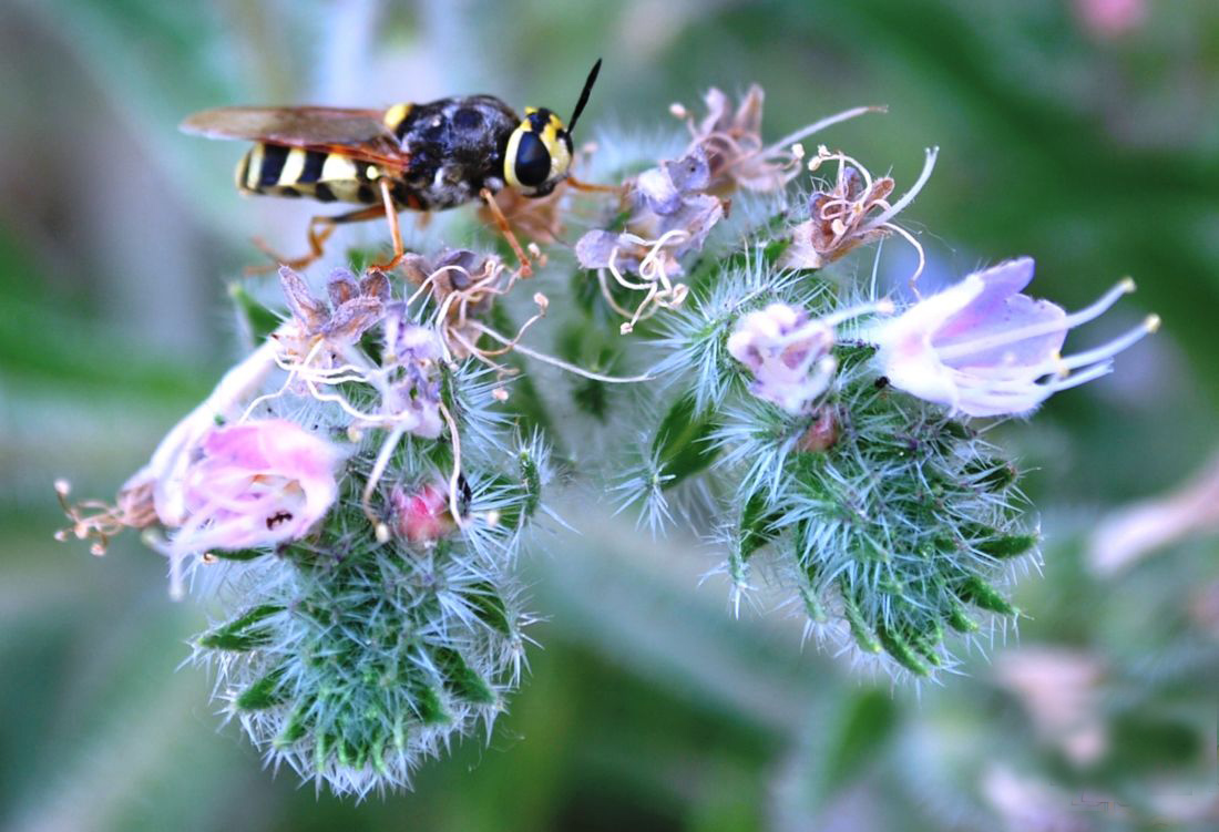 Image of Echium biebersteinii specimen.