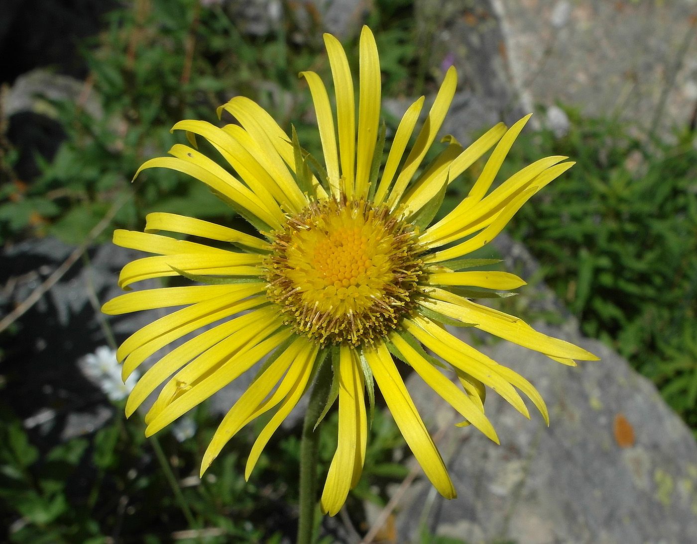 Image of Doronicum turkestanicum specimen.