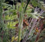 Daucus carota
