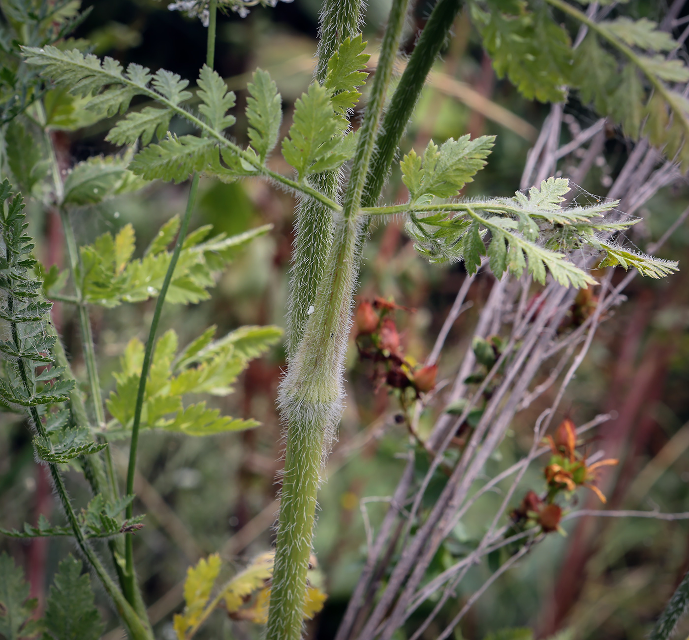 Image of Daucus carota specimen.