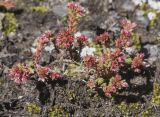 Sedum tenellum