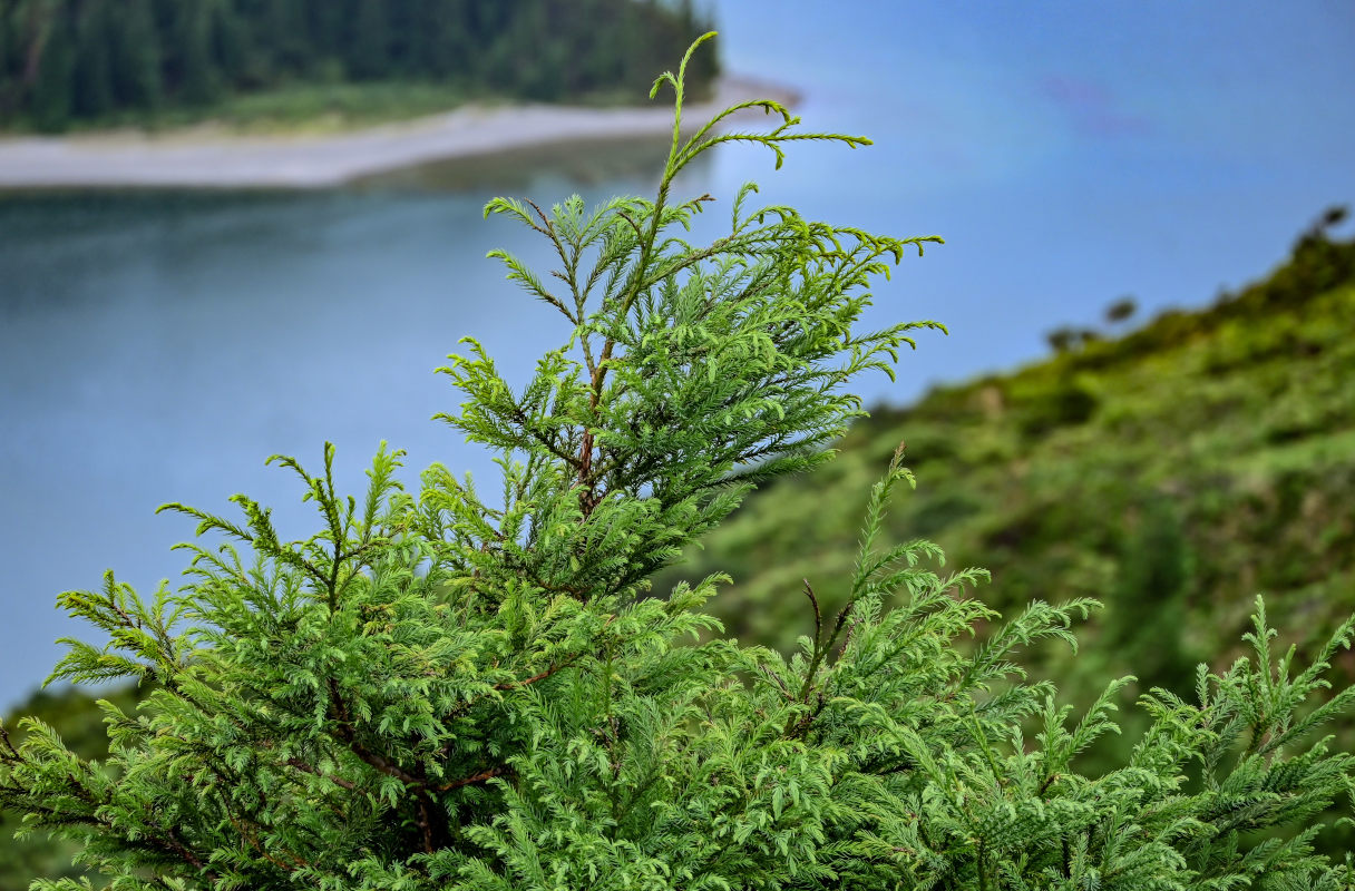 Image of Cryptomeria japonica specimen.