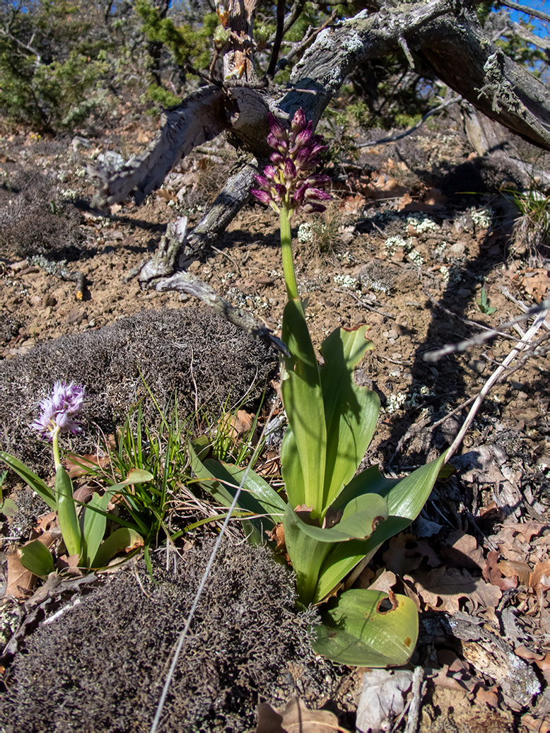 Изображение особи Orchis &times; angusticruris.
