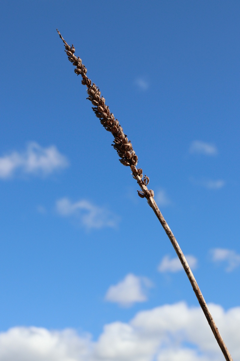 Изображение особи Gymnadenia densiflora.