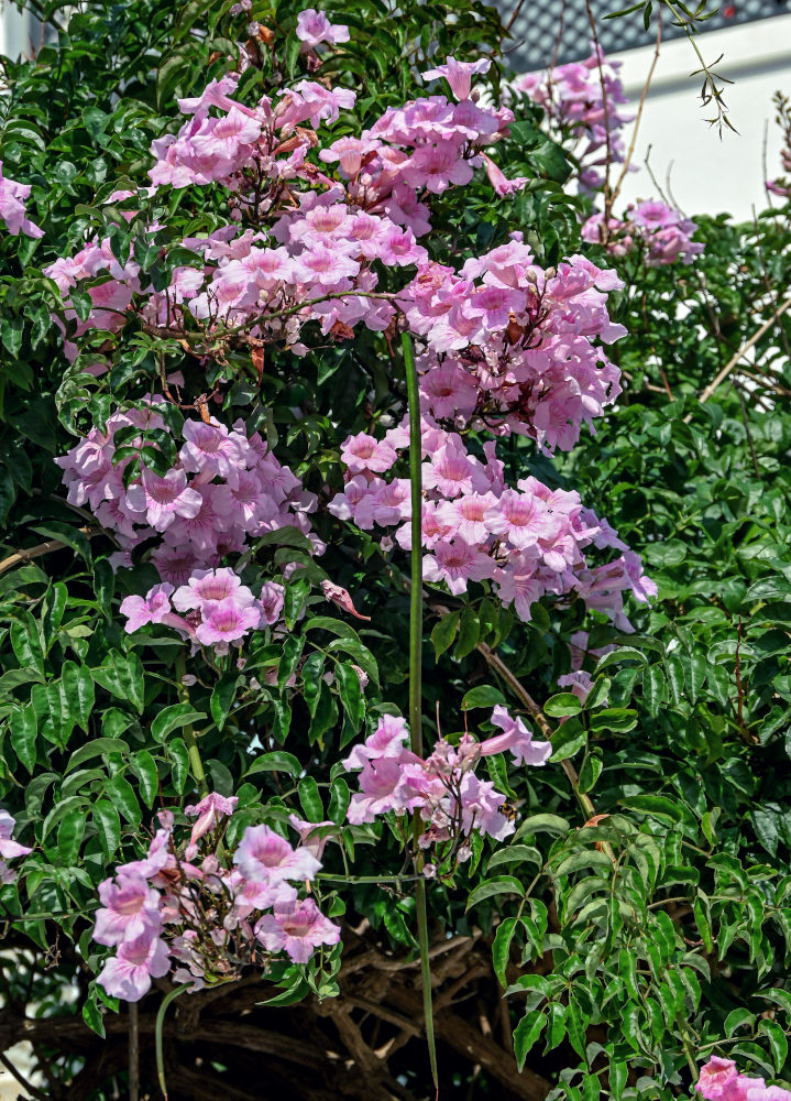 Image of Podranea ricasoliana specimen.