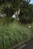 Cortaderia selloana. Плодоносящие растения. Крым, Ялта, пгт Ливадия, парк. 07.01.2026.