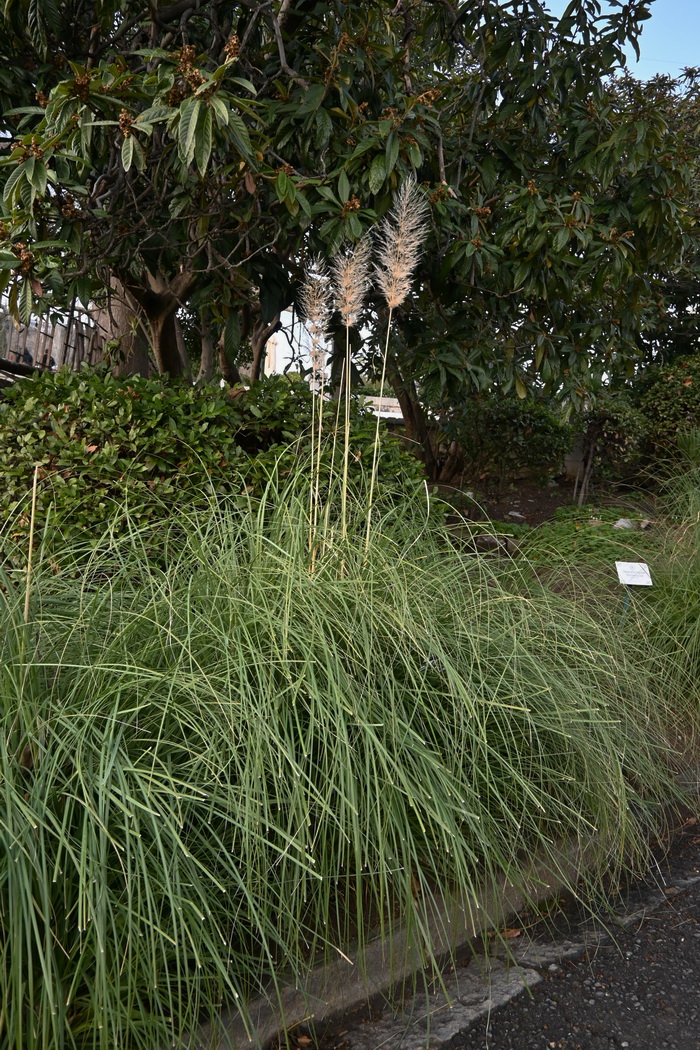 Изображение особи Cortaderia selloana.